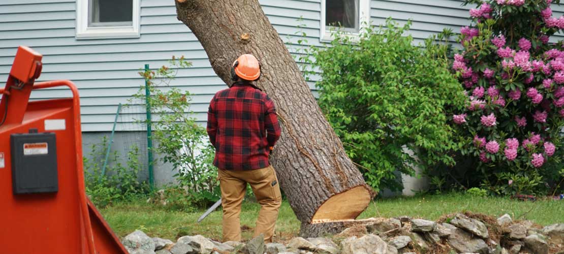 What Equipment Is Needed To Remove A Tree?